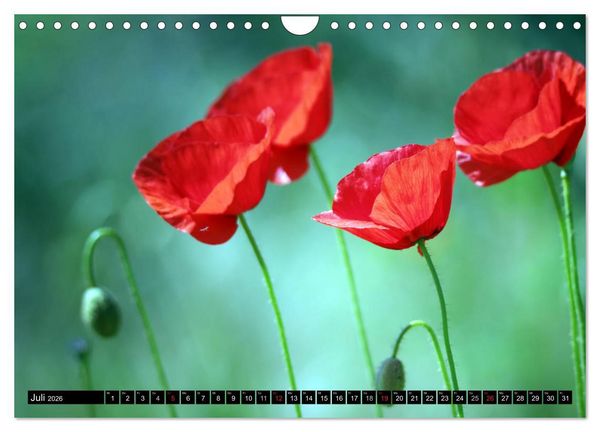 Produktbild: Mohnblumen (Wandkalender 2026 DIN A4 quer), CALVENDO Monatskalender