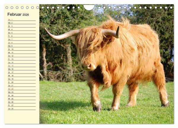 Produktbild: Schottische Hochlandrinder. Freundlich, sch&ouml;n und robust (Wandkalender 2026 DIN A4 quer), CALVENDO Monatskalender