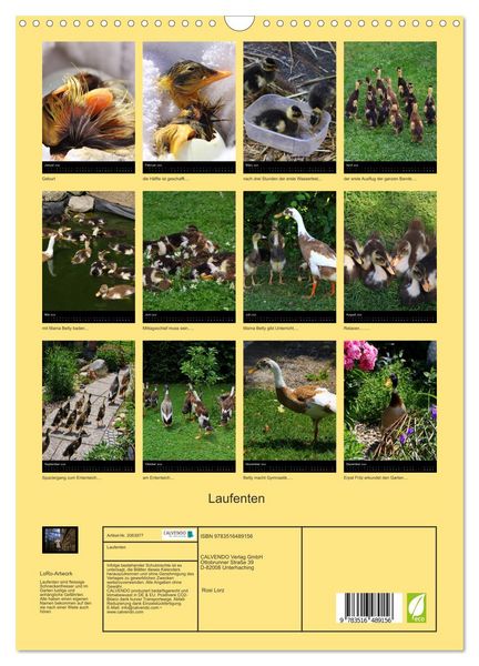 Produktbild: Laufenten (Wandkalender 2026 DIN A3 hoch), CALVENDO Monatskalender