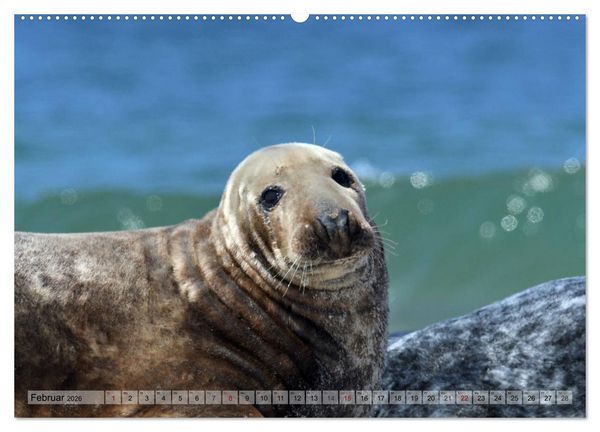 Produktbild: Sch&ouml;ne Insel Helgoland (Wandkalender 2026 DIN A2 quer), CALVENDO Monatskalender