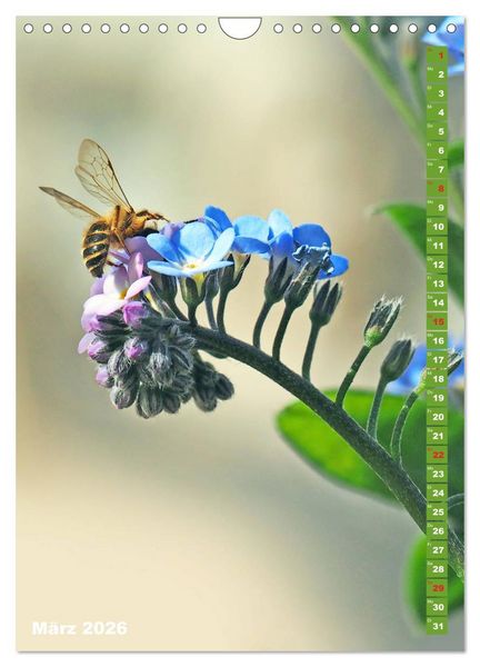 Produktbild: Blossom Love, von Bienen und Hummeln (Wandkalender 2026 DIN A4 hoch), CALVENDO Monatskalender