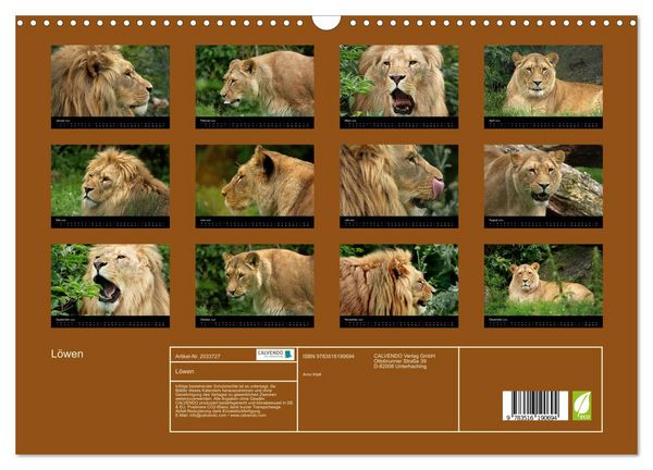 Produktbild: L&ouml;wen (Wandkalender 2026 DIN A3 quer), CALVENDO Monatskalender