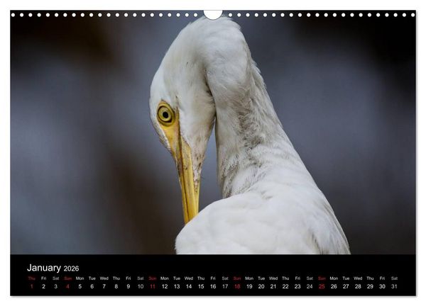 Produktbild: World of Heron (Wall Calendar 2026 DIN A3 landscape), CALVENDO 12 Month Wall Calendar