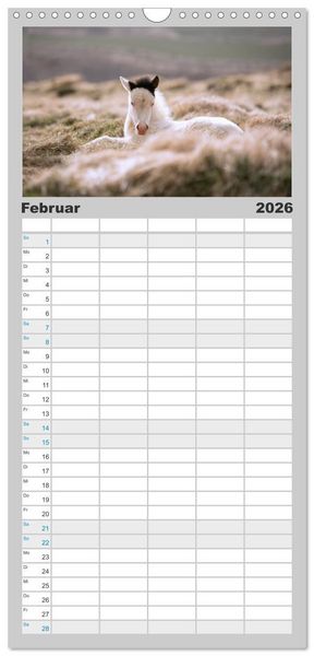 Produktbild: Familienplaner 2026 - Islandpferde Kalender - Pferde von der Insel aus Feuer und Eis mit 5 Spalten (Wandkalender, 21 x 45 cm) CALVENDO