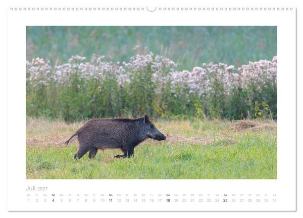 Produktbild: Wildschweine &ndash; Wildlife Fotografien (Wandkalender 2027 DIN A2 quer), CALVENDO Monatskalender