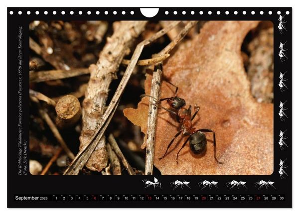 Produktbild: AntsNature - Faszination Ameisen (Wandkalender 2026 DIN A4 quer), CALVENDO Monatskalender