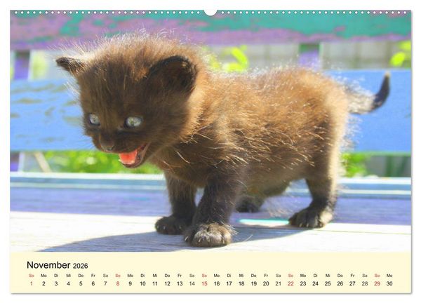 Produktbild: Putzige Katzenkinder. Drollige K&auml;tzchen entdecken die Welt! (Wandkalender 2026 DIN A2 quer), CALVENDO Monatskalender