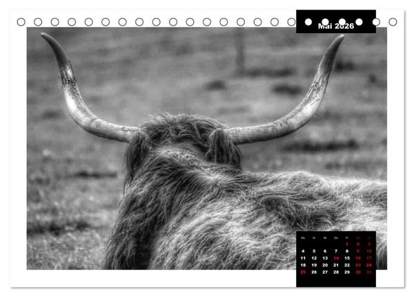 Produktbild: Faszination Schottisches Hochlandrind (Tischkalender 2026 DIN A5 quer), CALVENDO Monatskalender