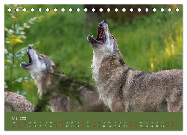 Produktbild: unter W&ouml;lfen (Tischkalender 2026 DIN A5 quer), CALVENDO Monatskalender