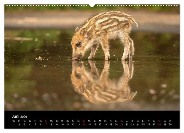 Produktbild: Wilde Heimat (hochwertiger Premium Wandkalender 2026 DIN A2 quer), Kunstdruck in Hochglanz