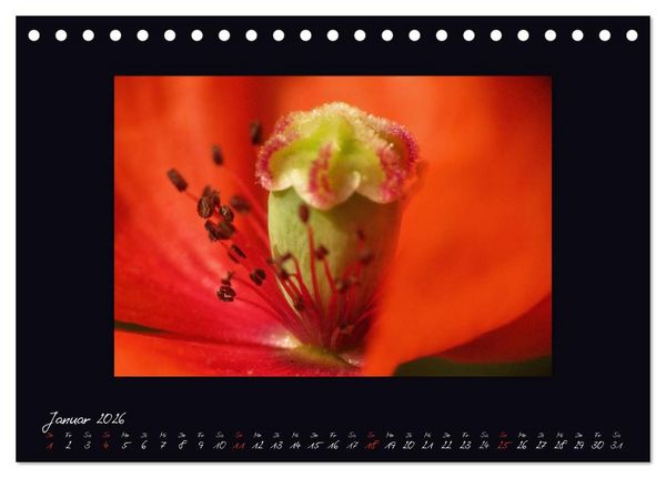 Produktbild: MOHNographie (Tischkalender 2026 DIN A5 quer), CALVENDO Monatskalender