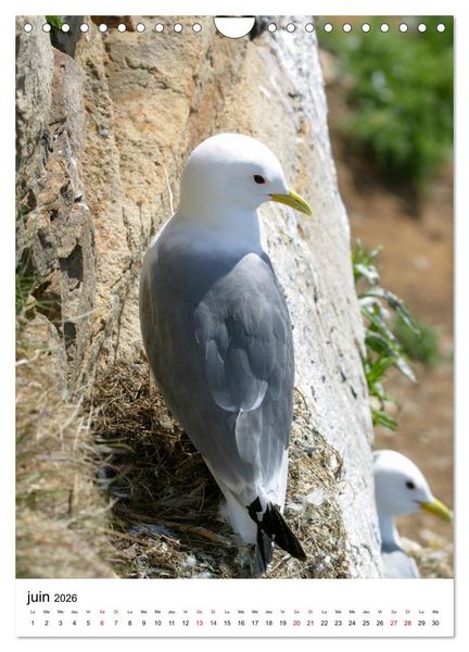 Produktbild: La Scandinavie et ses oiseaux (Calendrier mural 2026 DIN A4 horizontal), CALVENDO calendrier mensuel