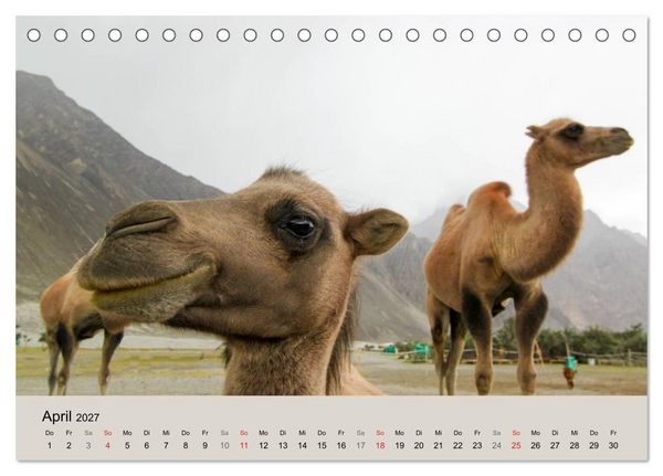Produktbild: Kamel Portr&auml;t (Tischkalender 2027 DIN A5 quer), CALVENDO Monatskalender