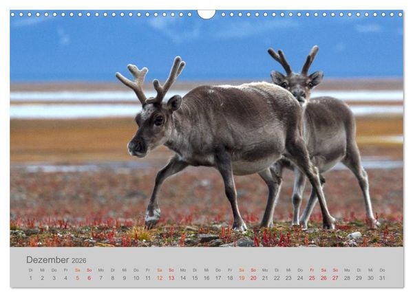 Produktbild: Spitzbergen 80&deg; Nord (Wandkalender 2026 DIN A3 quer), CALVENDO Monatskalender