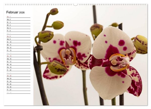 Produktbild: Bl&uuml;tenzauber Orchideen (hochwertiger Premium Wandkalender 2026 DIN A2 quer), Kunstdruck in Hochglanz