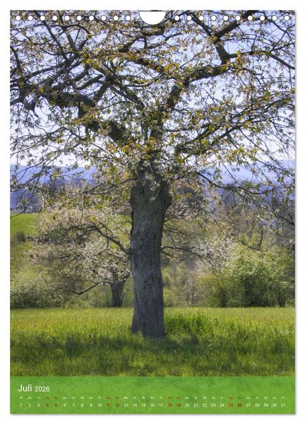 Produktbild: Klimaretter Baum (Wandkalender 2026 DIN A4 hoch), CALVENDO Monatskalender