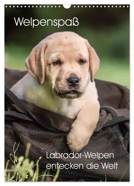 Welpenspaß - Labrador Welpen entdecken die Welt (Wandkalender 2026 DIN A3 hoch), CALVENDO Monatskalender