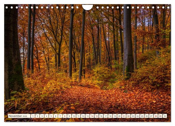 Produktbild: Im Zauber der W&auml;lder (Wandkalender 2026 DIN A4 quer), CALVENDO Monatskalender