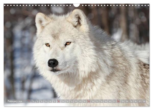 Produktbild: Wolves &bull; Faces of social hunters (Wall Calendar 2026 DIN A3 landscape), CALVENDO 12 Month Wall Calendar