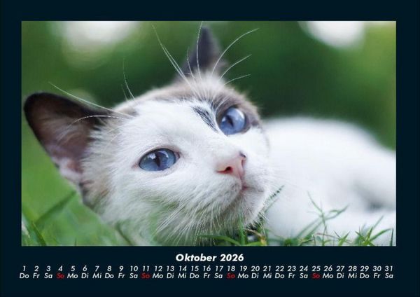 Produktbild: F&uuml;r Katzenfreunde 2026 Fotokalender DIN A4