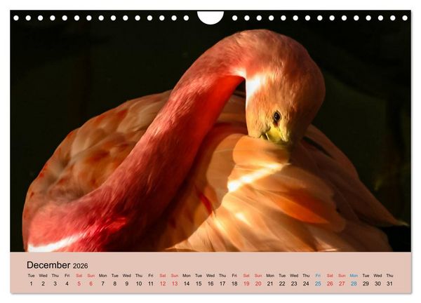 Produktbild: Just Flamingos (Wall Calendar 2026 DIN A4 landscape), CALVENDO 12 Month Wall Calendar