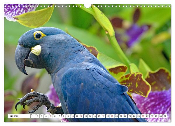 Produktbild: Aras - die fliegenden Edelsteine Mittel- und S&uuml;damerikas (Wandkalender 2026 DIN A3 quer), CALVENDO Monatskalender