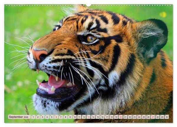 Produktbild: Tiger. Gestreift, wild u. sch&ouml;n (hochwertiger Premium Wandkalender 2026 DIN A2 quer), Kunstdruck in Hochglanz
