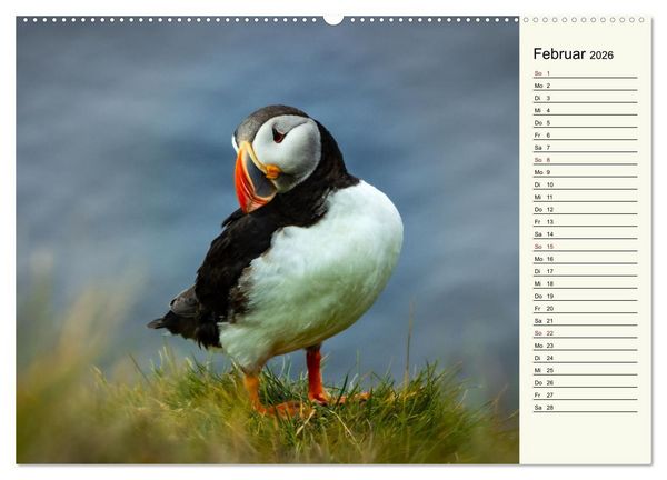 Produktbild: Die Papageientaucher von Island (hochwertiger Premium Wandkalender 2026 DIN A2 quer), Kunstdruck in Hochglanz