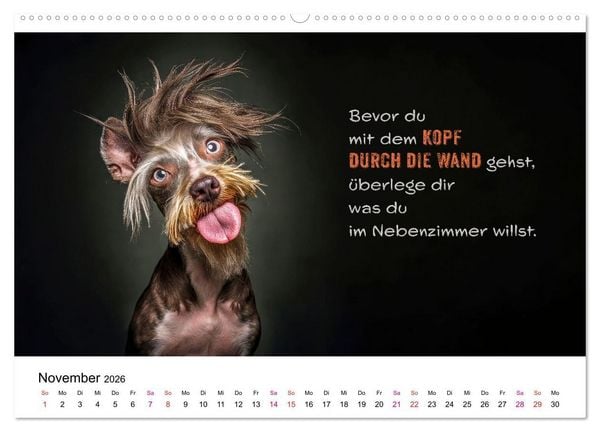 Produktbild: Tierische Klugschei&szlig;er (Wandkalender 2026 DIN A2 quer), CALVENDO Monatskalender