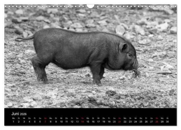 Produktbild: Das Leben der Schweine (Wandkalender 2026 DIN A3 quer), CALVENDO Monatskalender
