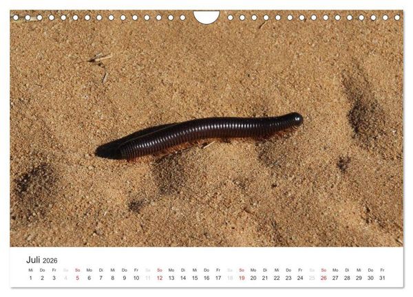 Produktbild: Namibia - Tierische Vielfalt (Wandkalender 2026 DIN A4 quer), CALVENDO Monatskalender