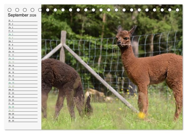 Produktbild: Alpakababys zum Verlieben (Tischkalender 2026 DIN A5 quer), CALVENDO Monatskalender