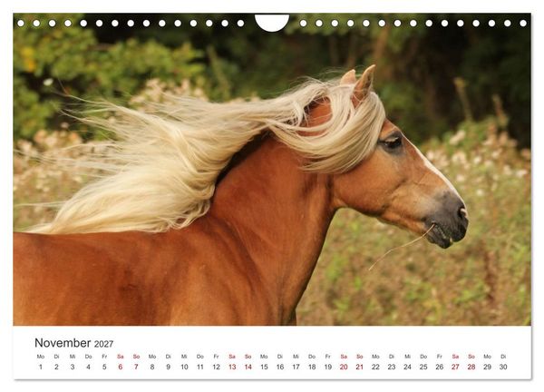 Produktbild: Haflinger - blonde Sch&ouml;nheiten (Wandkalender 2027 DIN A4 quer), CALVENDO Monatskalender