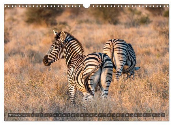 Produktbild: S&uuml;dafrika - Die Tierwelt (Wandkalender 2026 DIN A3 quer), CALVENDO Monatskalender
