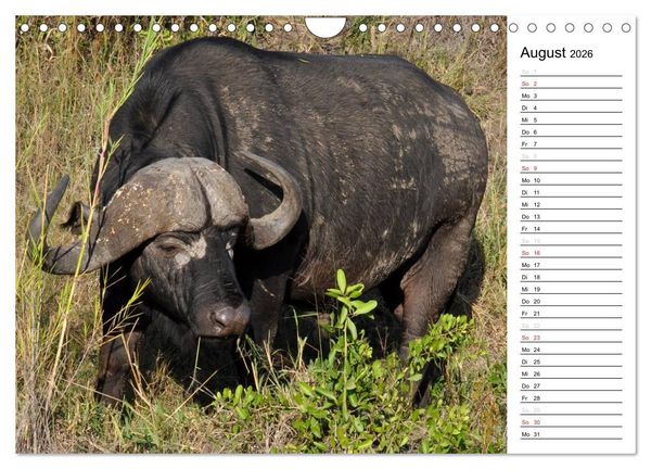 Produktbild: S&uuml;dafrika - Big 5 und mehr (Wandkalender 2026 DIN A4 quer), CALVENDO Monatskalender
