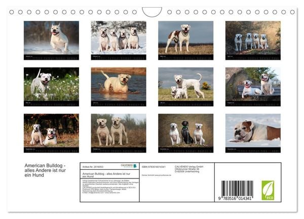 Produktbild: American Bulldog - alles Andere ist nur ein Hund (Wandkalender 2026 DIN A4 quer), CALVENDO Monatskalender