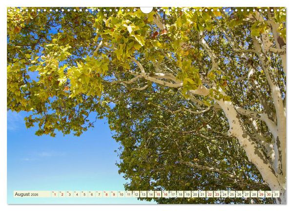 Produktbild: Mediterrane Flora - Pflanzen des S&uuml;dens (Wandkalender 2026 DIN A3 quer), CALVENDO Monatskalender