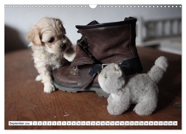 Produktbild: Bolonka Babykalender 2026 (Wandkalender 2026 DIN A3 quer), CALVENDO Monatskalender