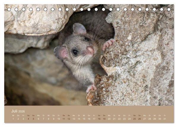 Produktbild: Jenseits der Z&auml;une (Tischkalender 2026 DIN A5 quer), CALVENDO Monatskalender