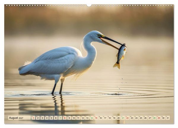 Produktbild: Silberreiher - pure Eleganz (Wandkalender 2027 DIN A2 quer), CALVENDO Monatskalender