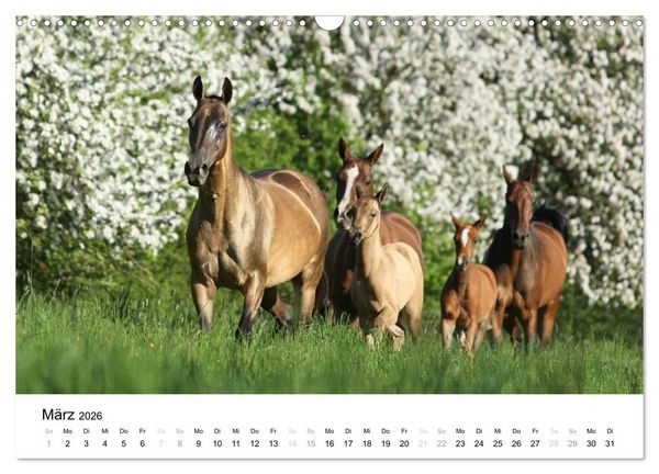 Produktbild: Pferde - Magdalena Strakova (Wandkalender 2026 DIN A3 quer), CALVENDO Monatskalender