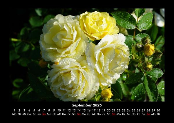 Produktbild: Rosen-Kalender 2025 Fotokalender DIN A3