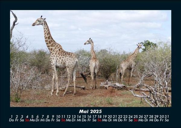 Produktbild: Giraffen 2025 Fotokalender DIN A5