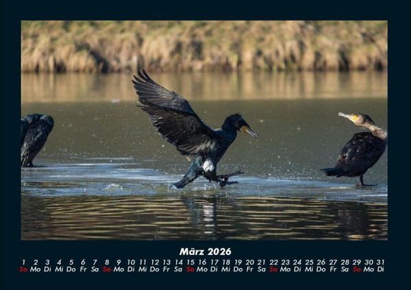 Produktbild: V&ouml;gel 2026 Fotokalender DIN A4