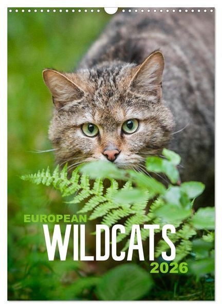 Produktbild: European Wildcats (Wall Calendar 2026 DIN A3 portrait), CALVENDO 12 Month Wall Calendar