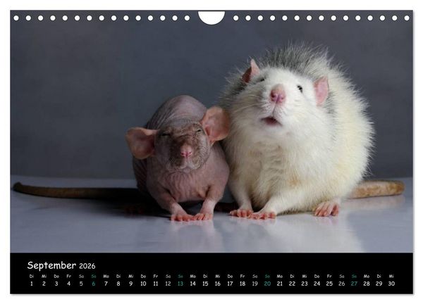 Produktbild: Fellnasen. Die bunte Welt der Farbratten. (Wandkalender 2026 DIN A4 quer), CALVENDO Monatskalender