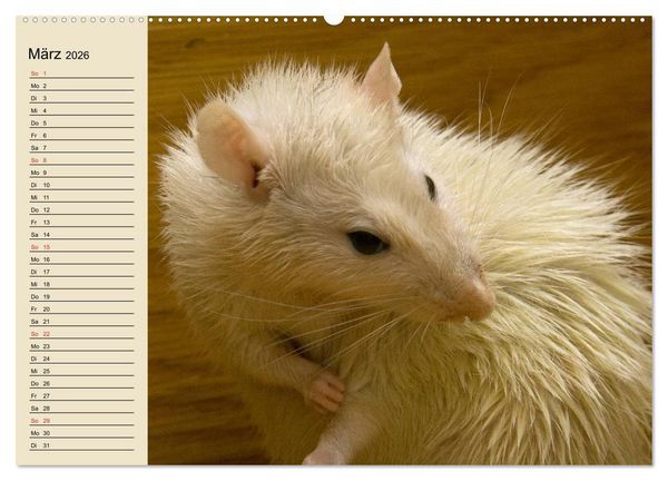 Produktbild: Ratten. Gelehrige Haustiere (Wandkalender 2026 DIN A2 quer), CALVENDO Monatskalender