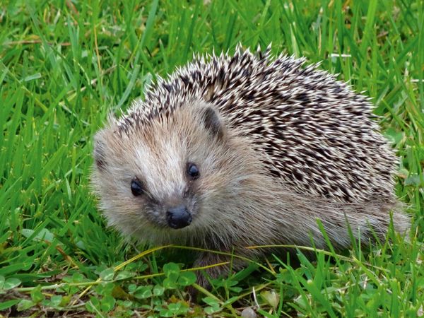 Produktbild: CALVENDO Puzzle Igel 1000 Teile Lege-Gr&ouml;&szlig;e 64 x 48 cm Foto-Puzzle Bild von Kattobello