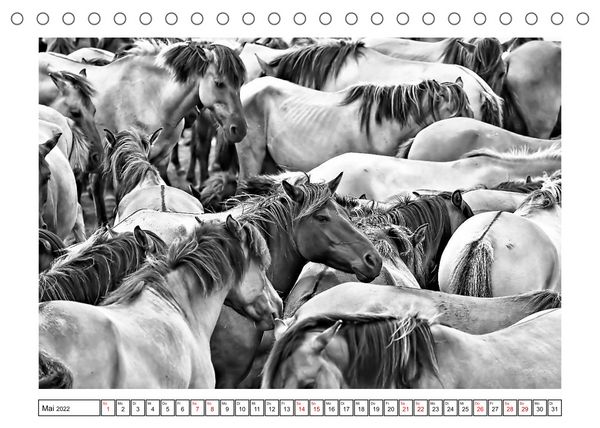 Produktbild: D&uuml;lmener Wildpferde im M&uuml;nsterland in schwarz und wei&szlig; (Tischkalender 2022 DIN A5 quer)
