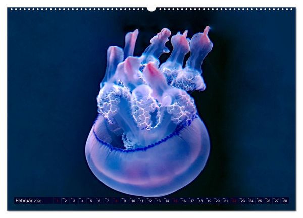 Produktbild: In der Welt der Medusen (Wandkalender 2026 DIN A2 quer), CALVENDO Monatskalender